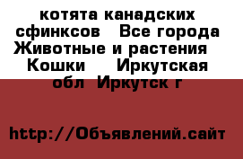 котята канадских сфинксов - Все города Животные и растения » Кошки   . Иркутская обл.,Иркутск г.